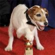 La star canina di <i>The Artist</i>, Uggie, ai Golden Globes